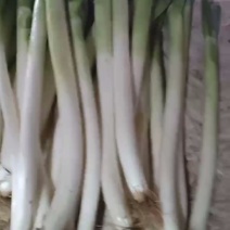 铁杆大葱，毛葱，净葱都有