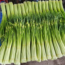 本地新蒜苔，量大质优，欢迎有需要的老板咨询订购