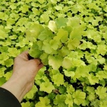 矾根
