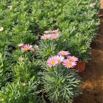 玛格丽特