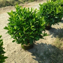 非洲茉莉球50至100高大量出售