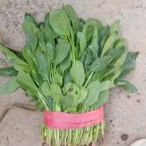 高杆菠菜，小叶菠菜