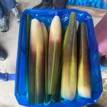 广东福建精品茭白大量出售