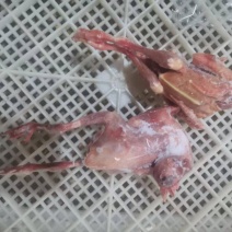 鸽子