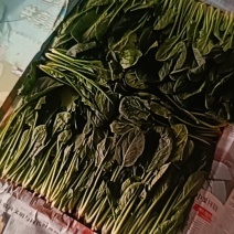 菠菜