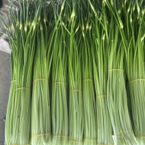 蒜苔湖北宜昌枝江大量供应白冒蒜苔，一手货源量大从优
