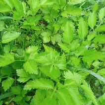 野芹菜