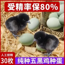 五黑鸡种蛋受精蛋孵化小鸡绿壳蛋可孵化