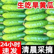 旱黄瓜白黄瓜水果黄瓜产地看货论价保质保量