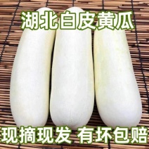 白黄瓜燕白黄瓜产地看货论价一手货源保质保量