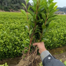 安徽红旗一号优质两年生早茶苗基地直供现拔现发