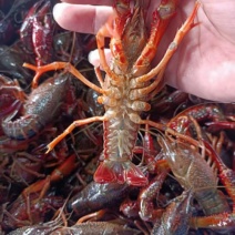 洪湖小龙虾