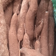南宁蒲庙黄肉木薯