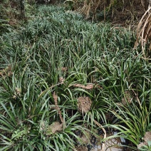 红心大叶石菖蒲种苗