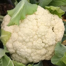 韶关白花菜