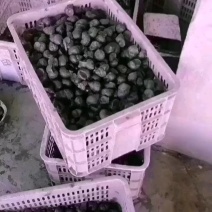 中华田螺和精品石螺