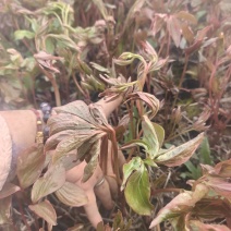 芍药