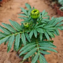 万寿菊