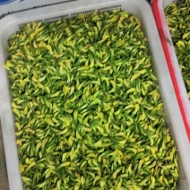 金雀花花苞