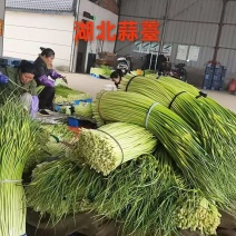 白帽蒜苔产地视频看货以质论价量大从优欢迎订购