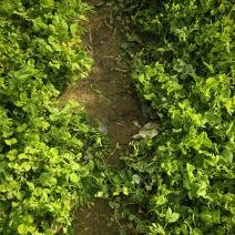豌豆尖