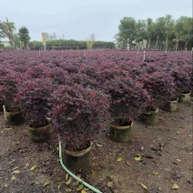 红继木球80×80