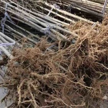 1公分樱花苗，燃尽吉野中国红