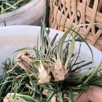 15-20cm麦冬苗产地直供成活率高可视频看货