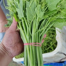 产地批发佛手瓜藤龙须菜货量大按需求分拣打包承接餐饮加工批发