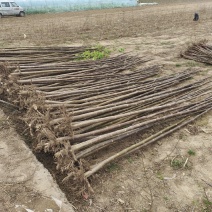 泡桐树苗紫花泡桐改良品种全网供应优质泡桐农场一手货源