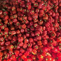 潍坊寿光彩椒精品大果色泽鲜艳肉厚甜脆