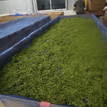 保靖黄金茶