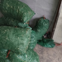 麦冬种苗
