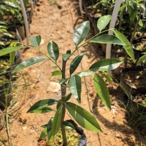 奇楠沉香广东茂名自家基地一手货源欢迎选购
