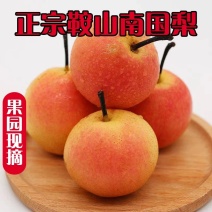 南果梨
