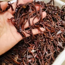 木耳丝干货螺蛳粉专用电商专用山东产地直供
