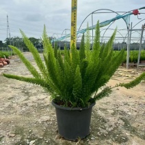 观叶植物狐尾天门冬5加仑，基地有量，欢迎来一亩田订购。