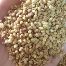 《苦荞茶》精选苦荞茶批发正宗黄苦荞香味浓郁黑苦荞茶大