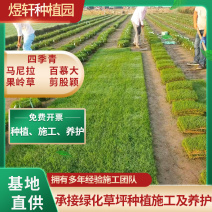 中华结缕草坪，兰引3号草坪百慕大草坪，一手货源量大优惠，