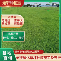 兰引3号，中华结缕草，百慕大草坪，马尼拉草皮基地直发，