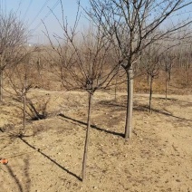 晚樱染井吉野小苗1-6公分，基地供应