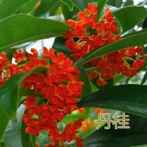 丹桂苗，大量供应40一2米高丹桂苗