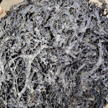 福建漳浦手工紫菜批发