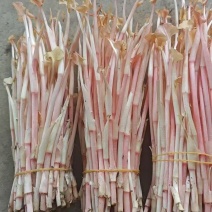 江苏精品鱼腥草根新鲜上市现货现挖对接商超档口