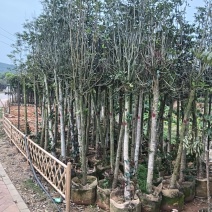 大量出售，桂花3-8分