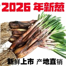 甘肃旱地红葱批发零售