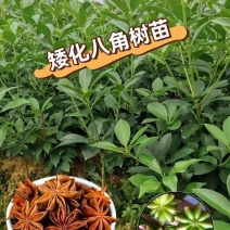 八角树苗嫁接八角苗食用茴香大料小苗大红八角苗