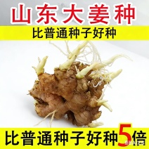 《山东姜种》优质山农一高产姜种/脱毒姜种/上门指导/价优