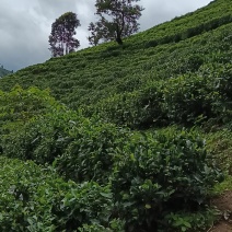 我卖的是纯手工绿茶制作，自家茶园采摘！