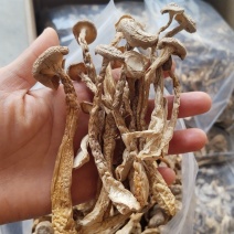a特级鹿茸菇珍品好货高品质批发零售